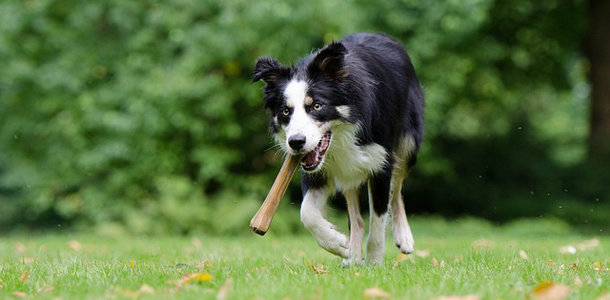 border-collie
